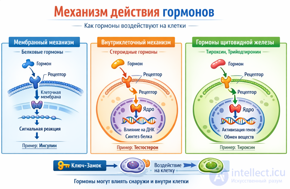 3 Регуляторные системы организма, желез внутренней секреции и их возрастные особенности и гигиена