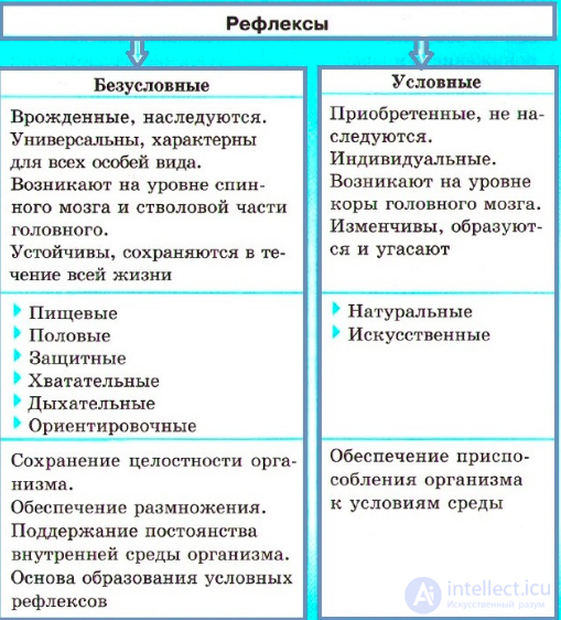 4 Физиология нервной системы. понятие - Нейрон, синапс, рефлекс. Значение и функциональная деятельность нервной системы.