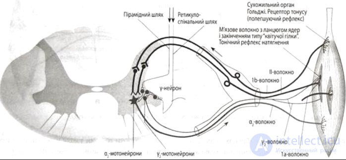 4 Физиология нервной системы. понятие - Нейрон, синапс, рефлекс. Значение и функциональная деятельность нервной системы.