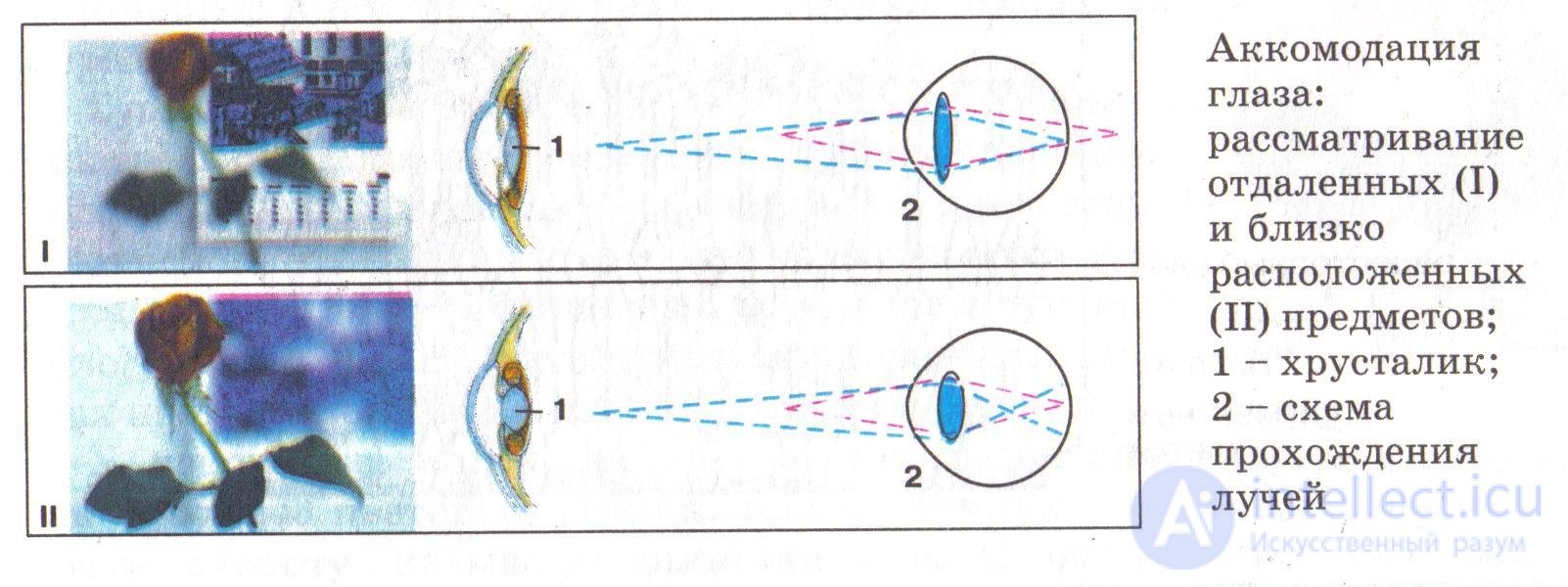 Схема преломления лучей хрусталиком глаза при рассматривании близко и далеко