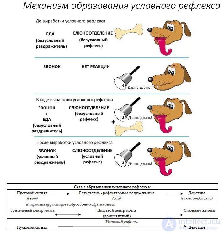 Образование условного рефлекса