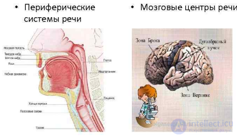 11 Психофизиология восприятия, внимания, памяти, речи, мышления.