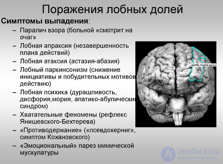 4. Нейропсихологические синдромы при поражении лобных отделов мозга,мозговой туман