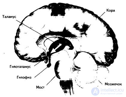 7. ПСИХОФИЗИОЛОГИЯ ЭМОЦИЙ