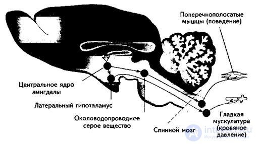 7. ПСИХОФИЗИОЛОГИЯ ЭМОЦИЙ