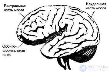 7. ПСИХОФИЗИОЛОГИЯ ЭМОЦИЙ