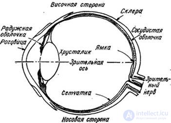 2.2. ГЛАЗ