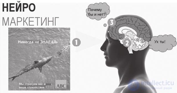 Рациональные и эмоциональные системы мозга