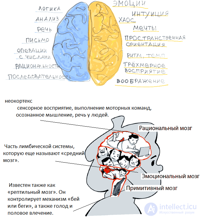 Рациональные и эмоциональные системы мозга