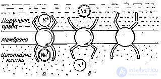 Нейронные сети. Модель 1 (Ходжкина-Хаксли). Модель 2. Модель 3 (дискретный уровень).    Модель 4 (модель нейронной сети).