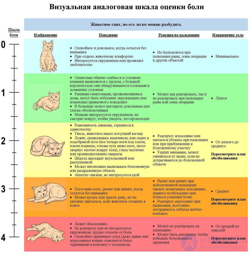 Распознание проявления боли у животных