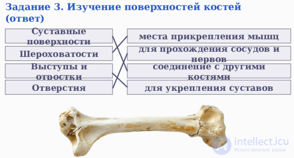Анатомия, физиология и гигиена опорно-двигательного аппарата