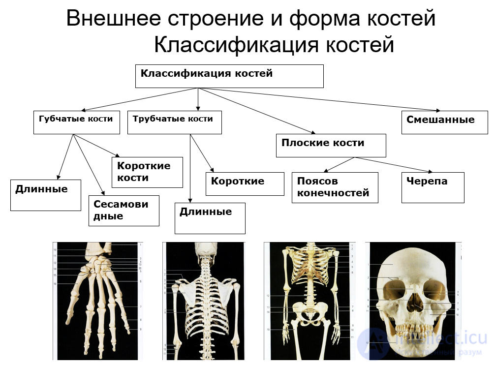 Анатомия, физиология и гигиена опорно-двигательного аппарата