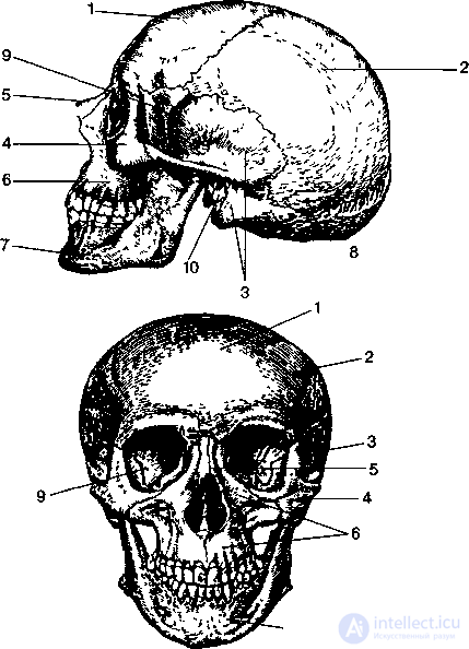 Анатомия, физиология и гигиена опорно-двигательного аппарата
