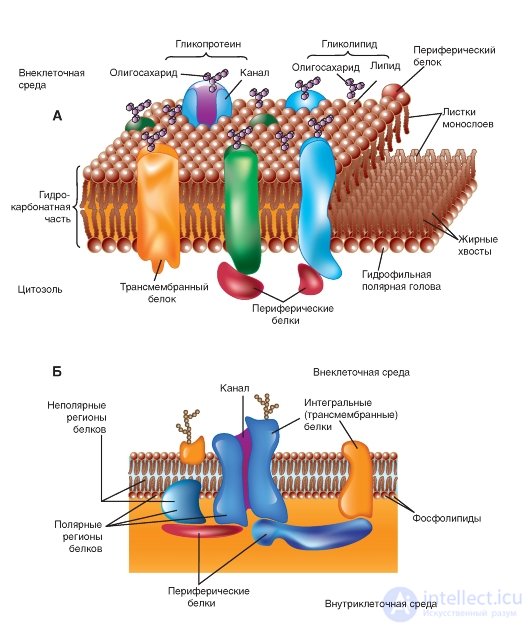 Белки мембран. Интегральные мембранные белки в модели мембраны.