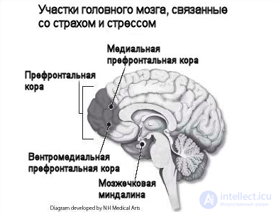 Посттравматическое стрессовое расстройство (ПТСР)