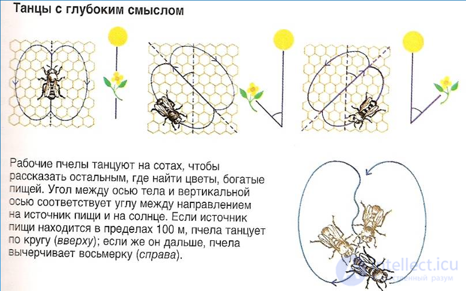 8. Общение как социально-психологическое явление, общение у животных