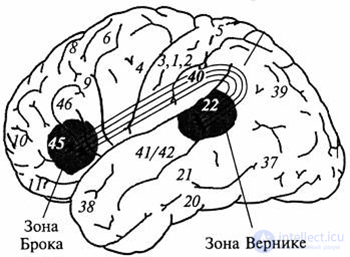 Структура языка и строение мозга