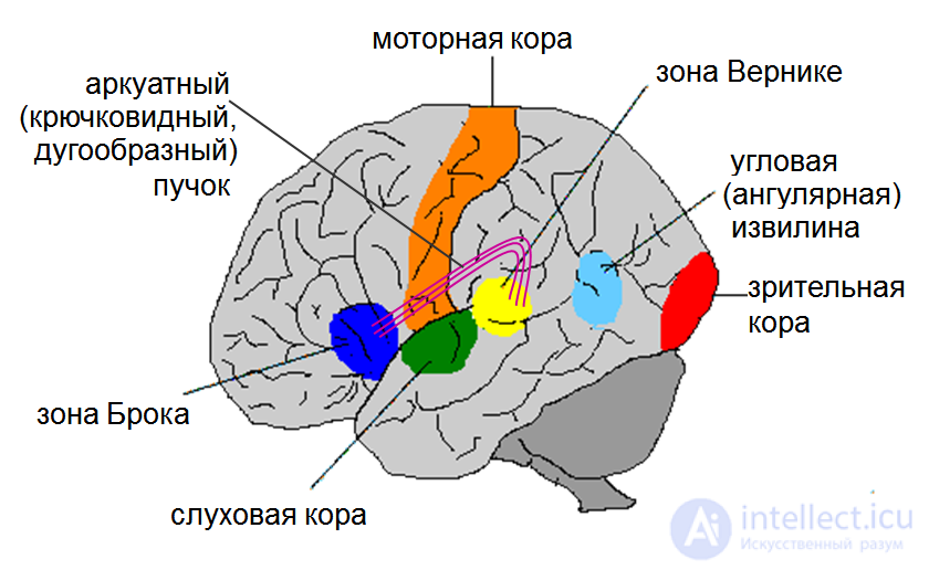 Структура языка и строение мозга