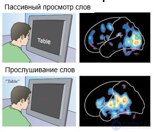 Структура языка и строение мозга