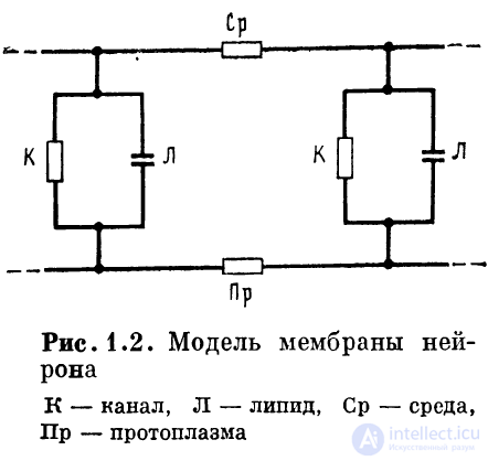 1 нейрон   1.1. Строение нейрона 