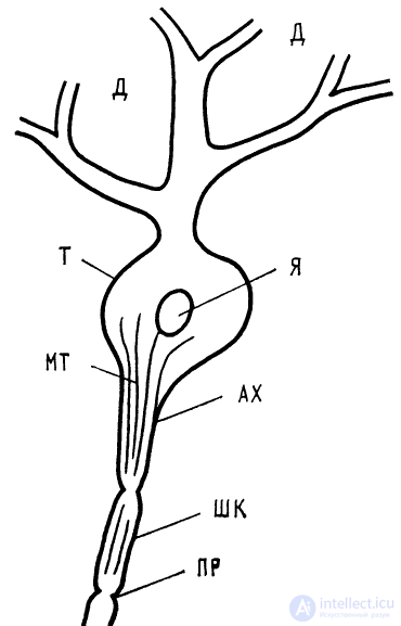1 нейрон   1.1. Строение нейрона 