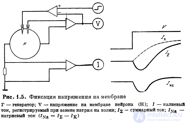 1.2. Процессы на мембране 