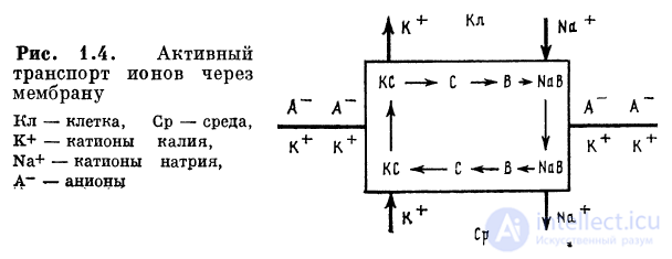 1.2. Процессы на мембране 