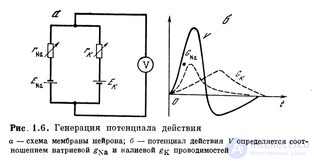 1.2. Процессы на мембране 