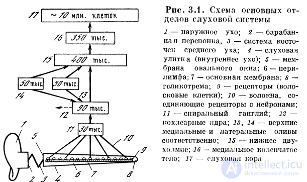 3  СЛУХОВОЙ АНАЛИЗАТОР  ИЗ НЕЙРОПОДОБНЫХ ЭЛЕМЕНТОВ 