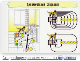 100 тестов с ответами и схемами - Основы общей психологии