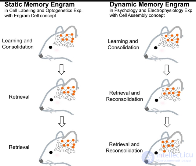 Энграмма и память в нейропсихологии и когнитивной психологии