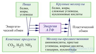 Диета и Метаболизм-  катаболизм и анаболизм  в организме, обмен белков, жиров и углеводов их классификация и функции.