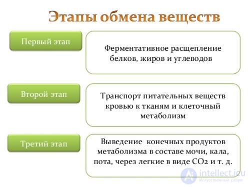 Диета и Метаболизм-  катаболизм и анаболизм  в организме, обмен белков, жиров и углеводов их классификация и функции.