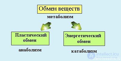 Диета и Метаболизм-  катаболизм и анаболизм  в организме, обмен белков, жиров и углеводов их классификация и функции.