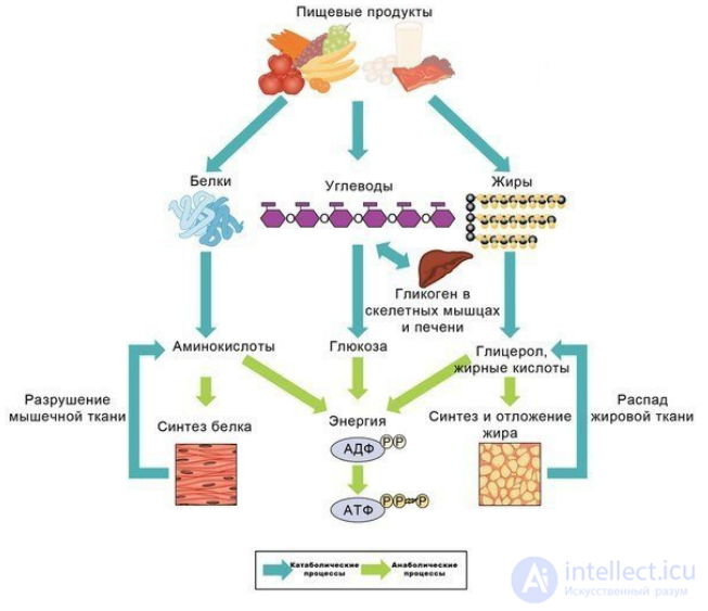 Диета и Метаболизм-  катаболизм и анаболизм  в организме, обмен белков, жиров и углеводов их классификация и функции.