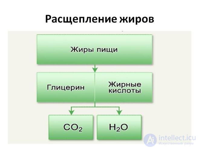 Диета и Метаболизм-  катаболизм и анаболизм  в организме, обмен белков, жиров и углеводов их классификация и функции.