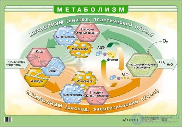 Диета и Метаболизм-  катаболизм и анаболизм  в организме, обмен белков, жиров и углеводов их классификация и функции.