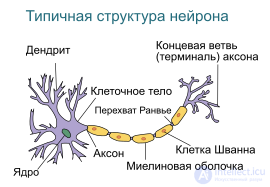 дендрит