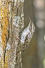 treecreeper