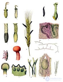 ergot
