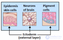 эктодерма
