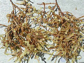 саргасс