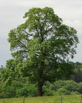 караич