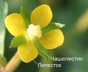 чашелистик