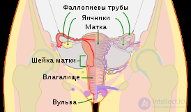 сальпингит