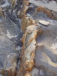 прожилка