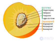 околоплодник