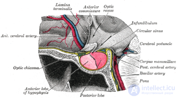 гипофиз