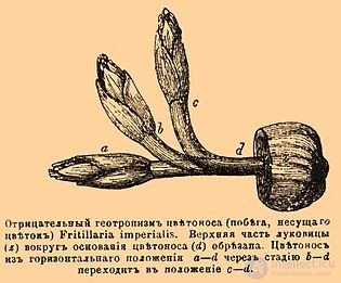 геотропизм